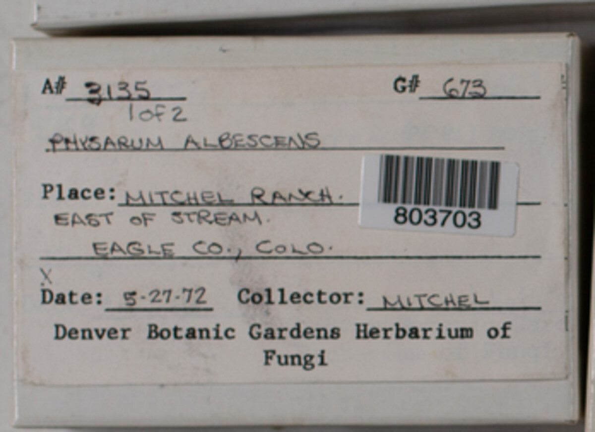 Physarum albescens image